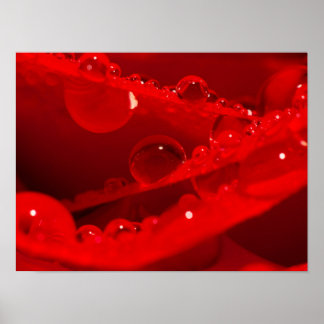 Póster Gotitas de agua cristalina en pétalos rojos vívido