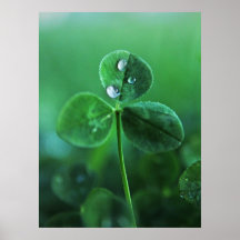 Gotitas de lluvia en hojas de trébol verde Macro