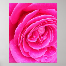 Póster Gotitas de rosa rosa