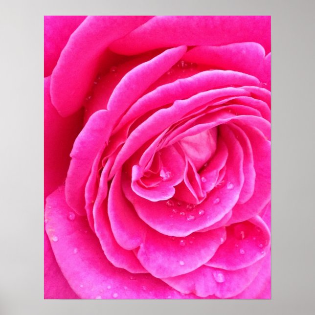 Póster Gotitas de rosa rosa (Frente)