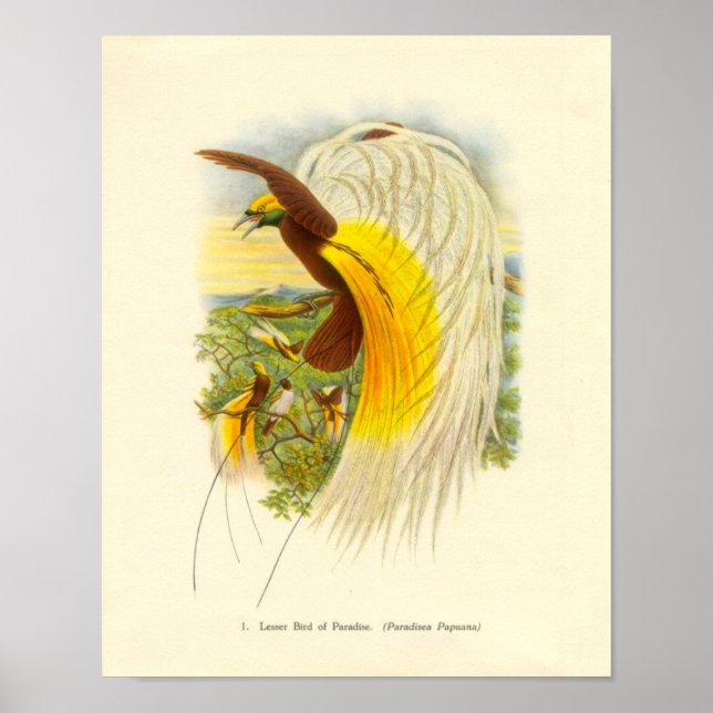 Póster Gould - Ave Menor De La Cartera Paradise (Frente)
