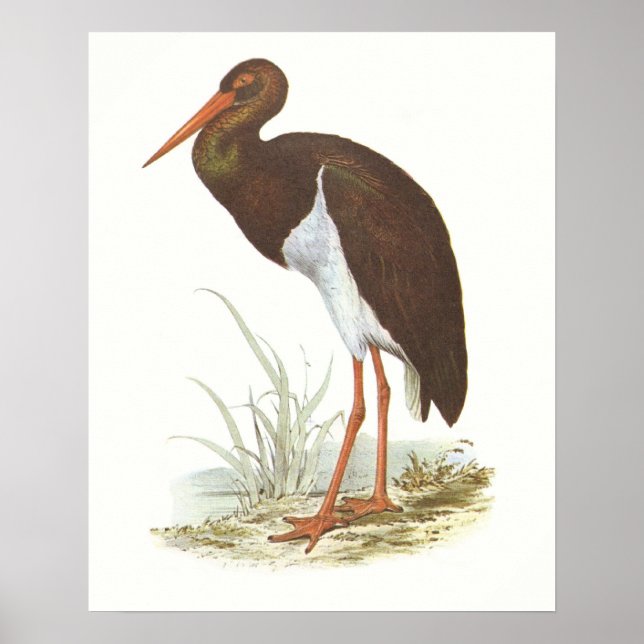 Póster Gould - Black Stork - Cliconia nigra (Frente)