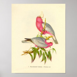 Póster Gould - cartera del Cockatoo del Rosa-Breasted