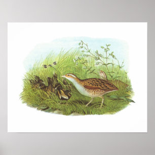 Póster Gould - Corncrake - Crex crex