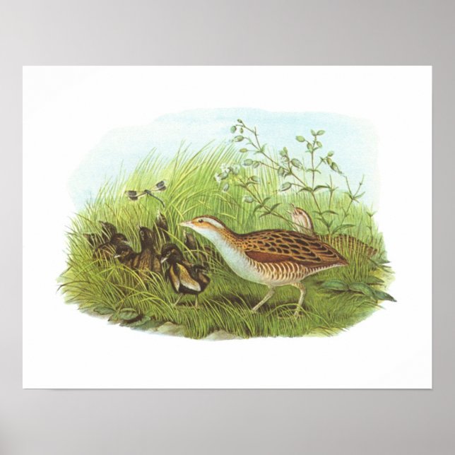 Póster Gould - Corncrake - Crex crex (Frente)