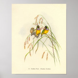 Póster Gould Gouldian Finch Portfolio Poster