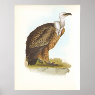 Póster Gould - Griffon Vulture - Gyps fulvus