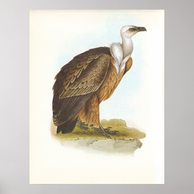 Póster Gould - Griffon Vulture - Gyps fulvus (Frente)