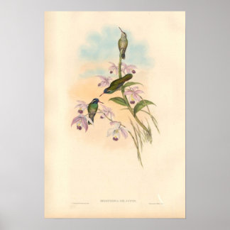 Póster Gould Hummingbirds y Orchids