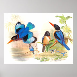 Póster Gould Kingfisher Birds Poster