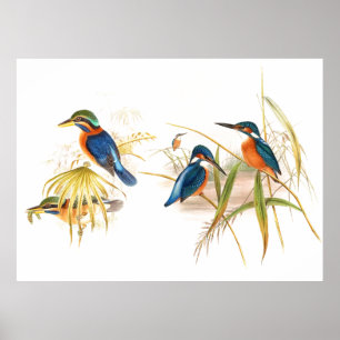 Póster Gould Kingfisher Birds Poster