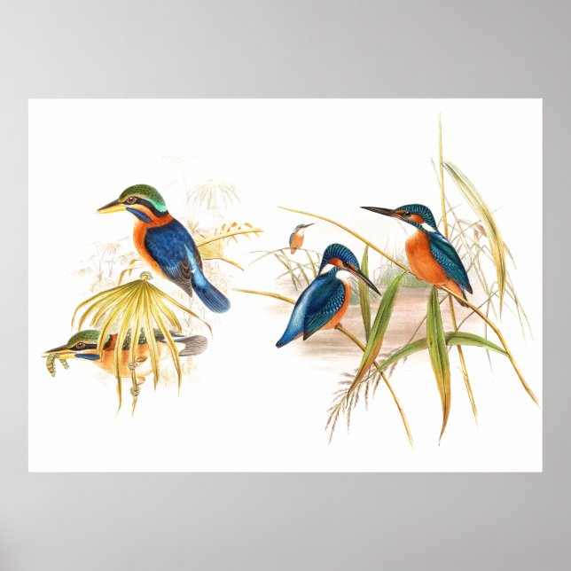 Póster Gould Kingfisher Birds Poster (Frente)