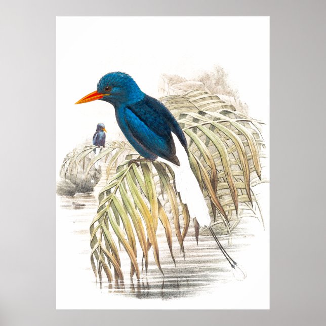 Póster Gould Kingfisher Birds Poster (Frente)