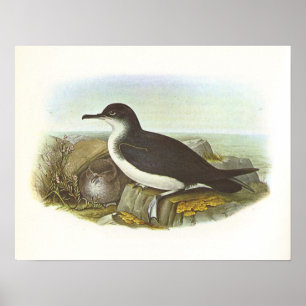 Póster Gould - Manx Shearwater - Procellaria puffinus