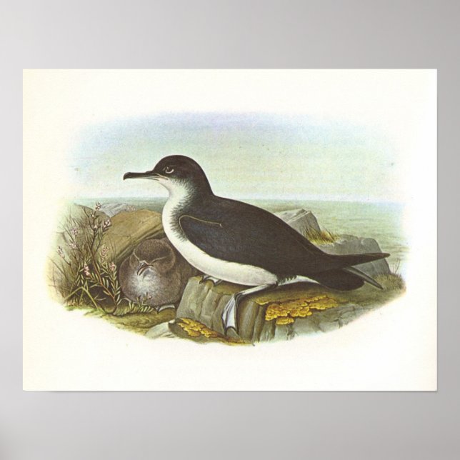 Póster Gould - Manx Shearwater - Procellaria puffinus (Frente)
