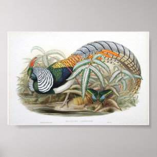 Póster Gould - Pheasant Portfolio de señora Amherst