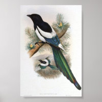 Gould - Poster de portafolio de magpies de ala bla