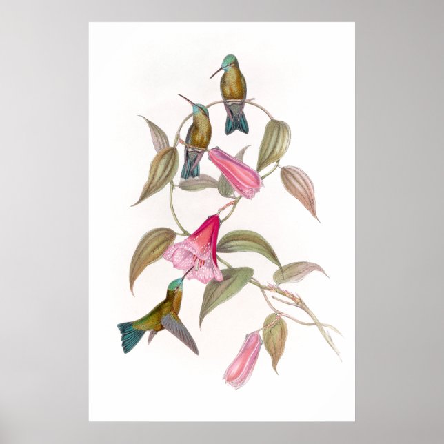 Póster Goulds Hummingbirds Poster (Frente)