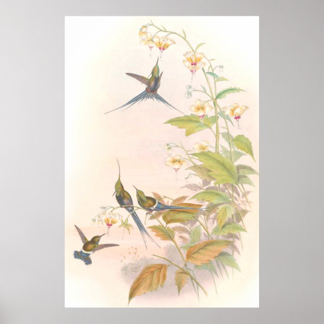 Póster Goulds Hummingbirds Poster (Frente)