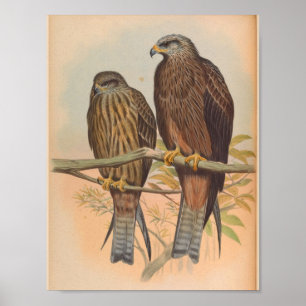 Póster Govinda Kite Brown Bird Vintage Art Print