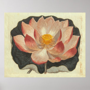 Póster Grabado antiguo de Lily del Agua, Lotus Blossom