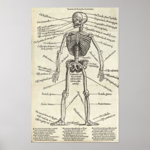 Póster Grabado de la anatomía