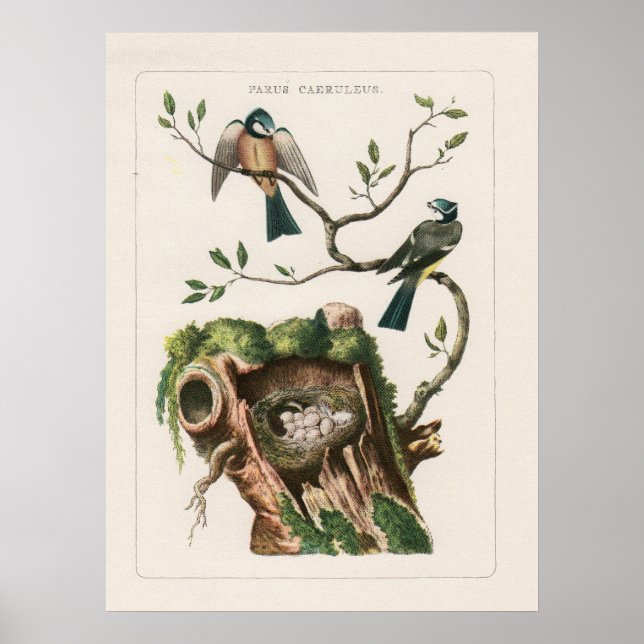 Póster Grabados de aves de Francia (Frente)
