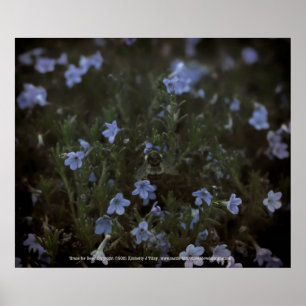 Póster Grace for Bees