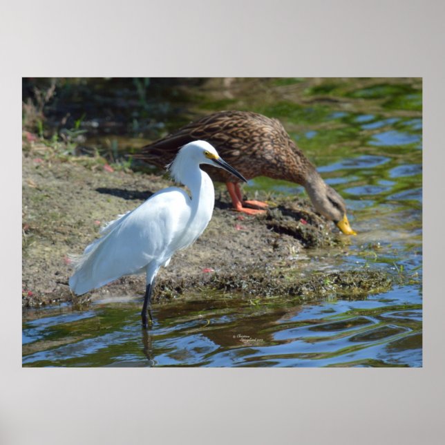 Póster Graceful Egret bird y Duck Poster (Frente)