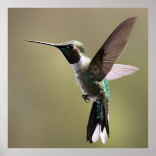 Póster Graceful Hummingbird - Fotografía de la Naturaleza