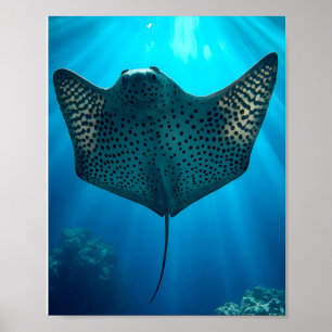Póster Graceful Spoted Ray: Serenidad Subacuática