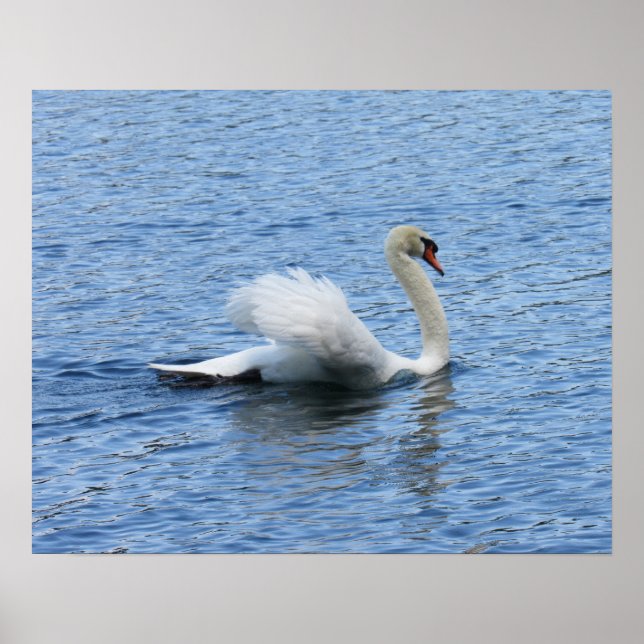 Póster Graceful Swan Poster Print (Frente)