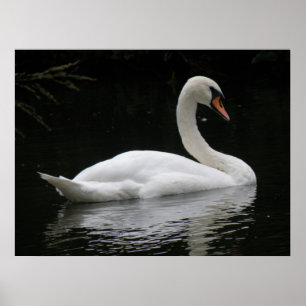 Póster Graceful White Swan Poster