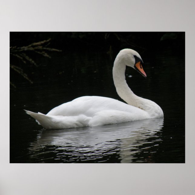 Póster Graceful White Swan Poster (Frente)