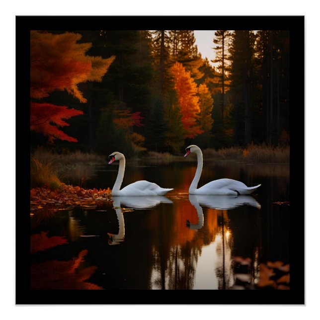 Póster Graceful White Swans Gliling a lo largo del estanq (Anverso)