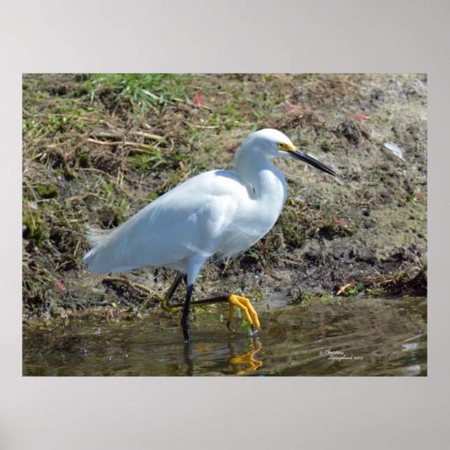 Póster Gracewhite Egret Poster (Frente)