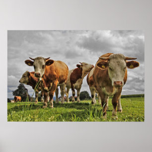 Póster Gracioso rebaño de vacas en pastoreo