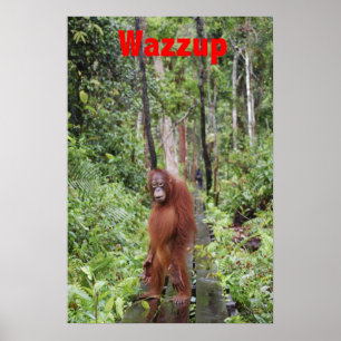 Póster Gracioso Wazzup con Krista Orangutan