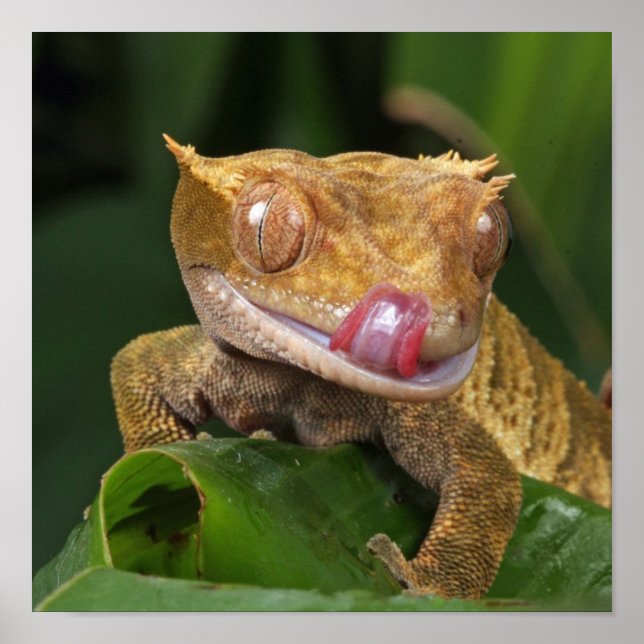 Póster Graciosos labios de GEKO con lengua (Frente)