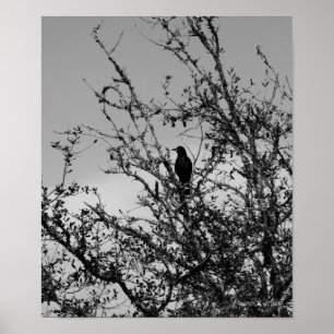 Póster Grackle