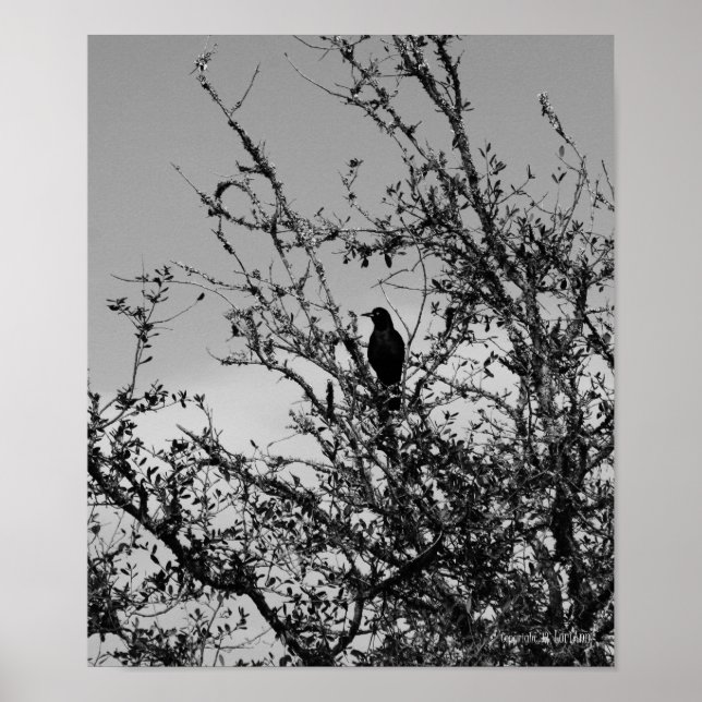 Póster Grackle (Frente)