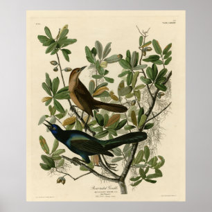 Póster Grackle con cola de barco - Aves de América de Aud
