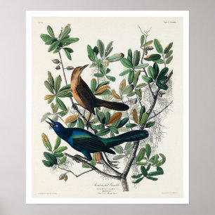 Póster Grackle de cola de barco de Audubon Poster