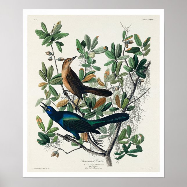 Póster Grackle de cola de barco de Audubon Poster (Frente)