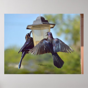 Póster Grackles cuervos pájaros Poster alimentador de ave