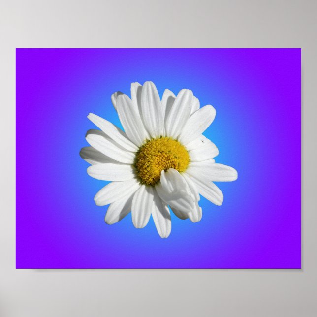 Póster Gradiente azul morado de flor de margarita blanca (Frente)