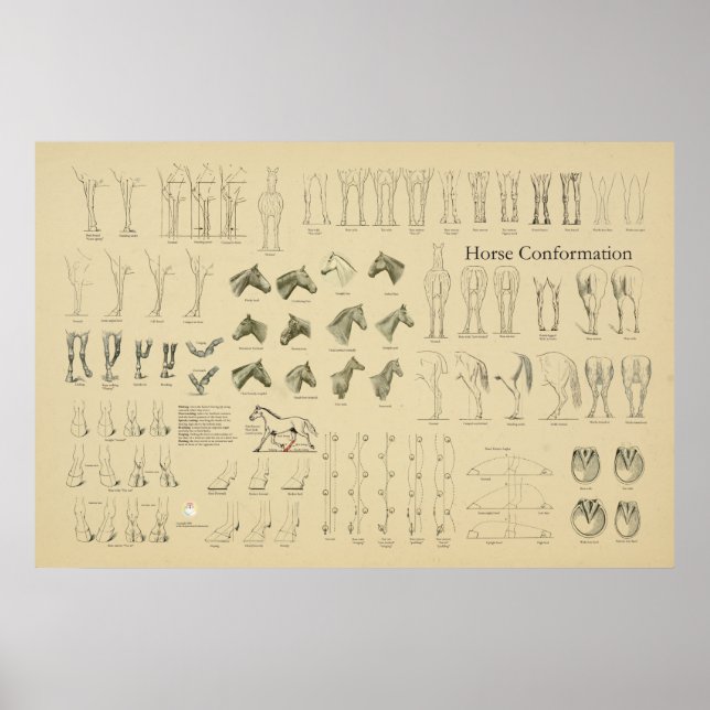 Póster Grado de conformación del equino de caballo (Frente)