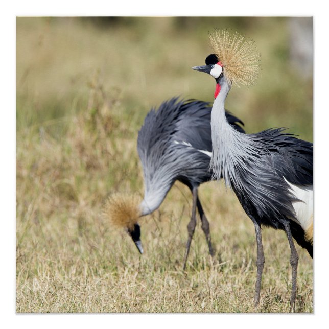 Póster Grados en Masai Mara (Anverso)