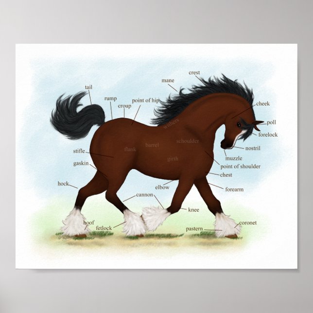 Póster Gráfica anatómica de caballos de Bay Clydesdale (Frente)