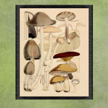 Gráfica botánica de tipos de hongos vintage